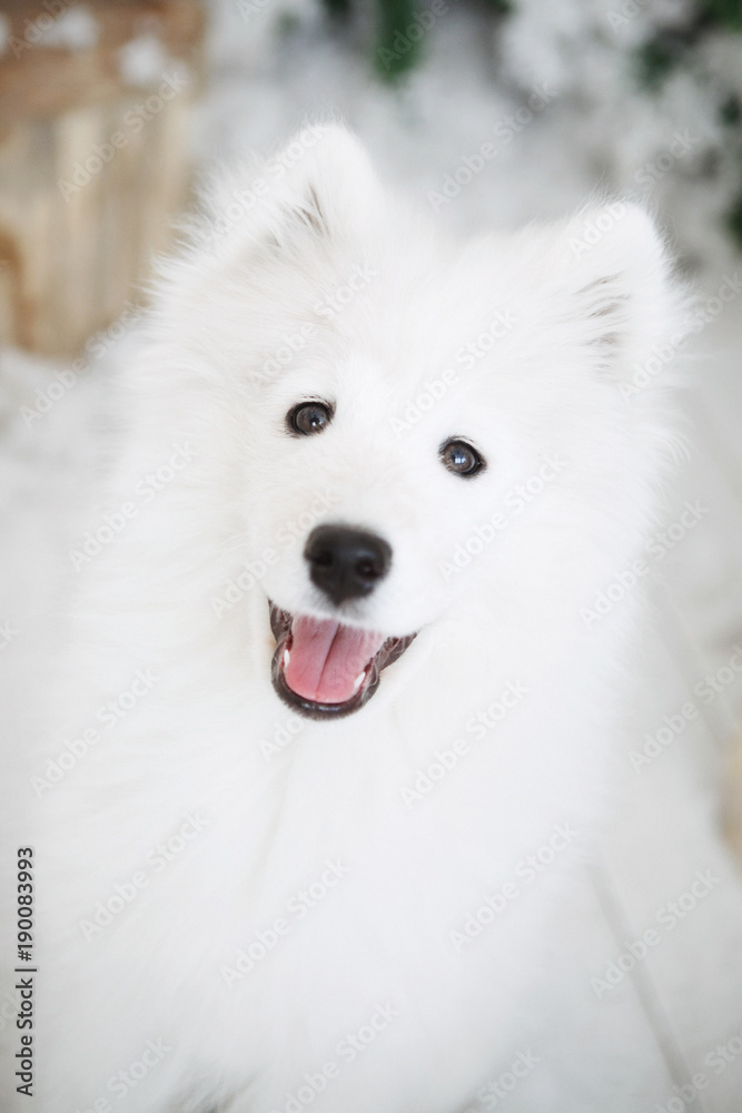 Portrait of a soft White Dog Portrait of a soft White Dog