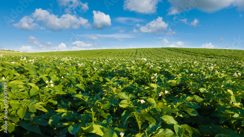Potato field and blue sky at beautiful day. Green field of blooming potato.