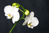 .White beautiful orchid on a dark background