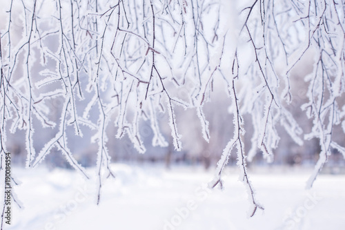 Tree branch in snow and hoar frost