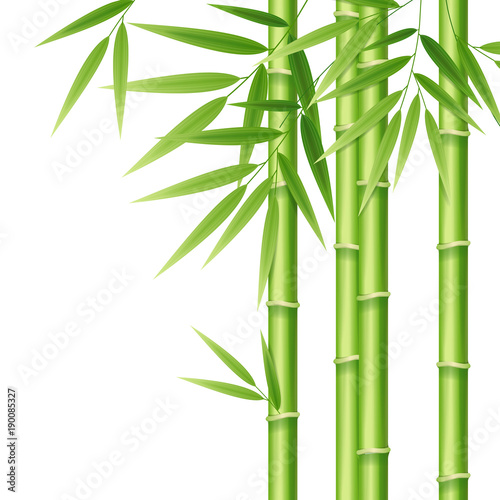 Naklejka Realistyczne 3d szczegółowe pędy bambusa. Wektor