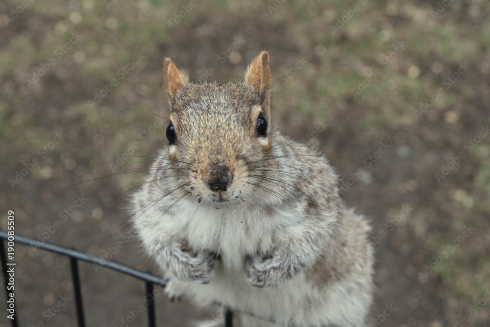 Obraz premium Posing squirrel portrait, New York.