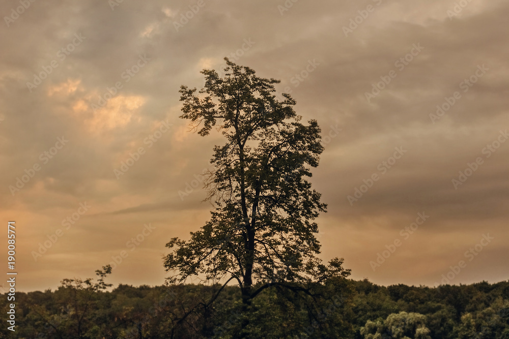 Summertree against ominous sky