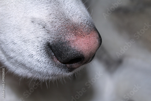Husky closeup nose
