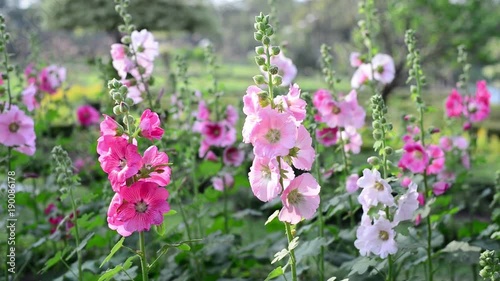 Beautiful hollyhock flowers in garden.