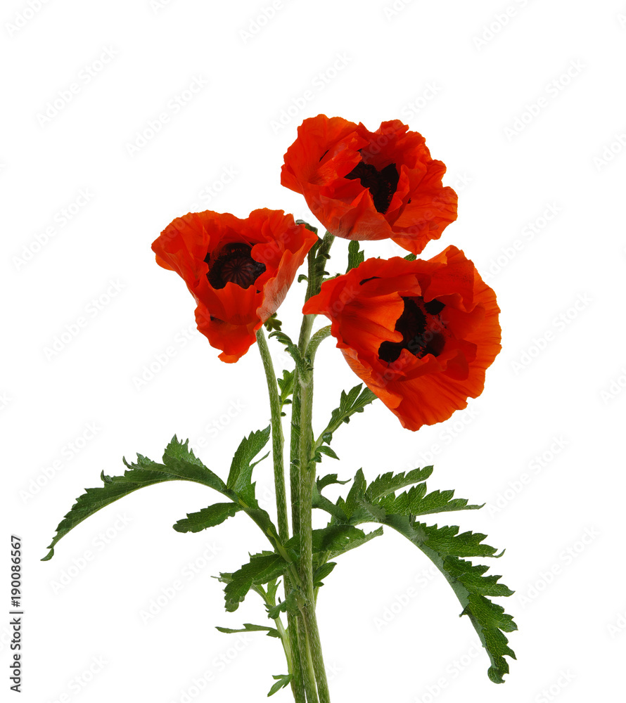 red poppy isolated on white red poppy isolated on white