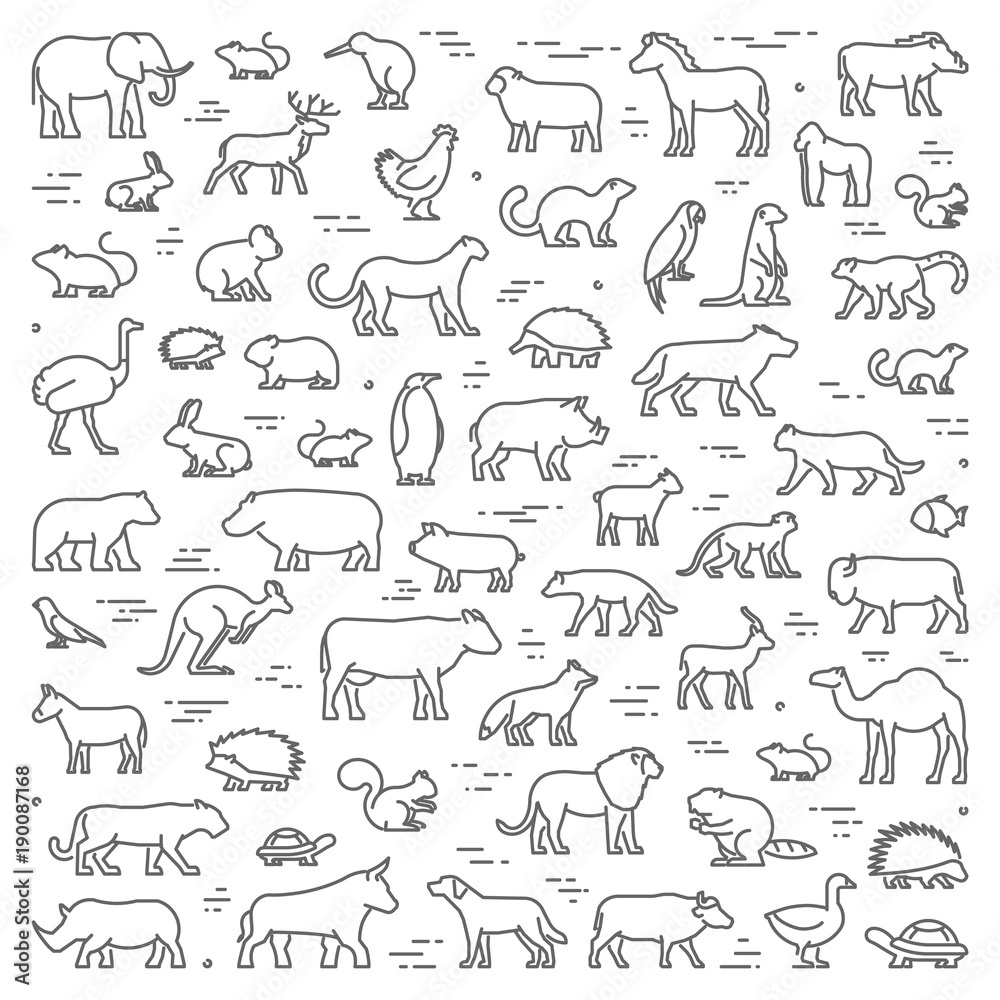 Fototapeta premium Vector line concept for american, african and australian animals