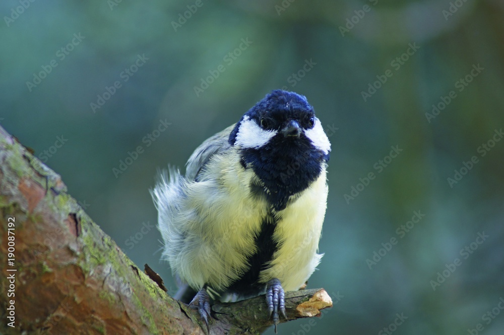 Obraz premium SONY DSC