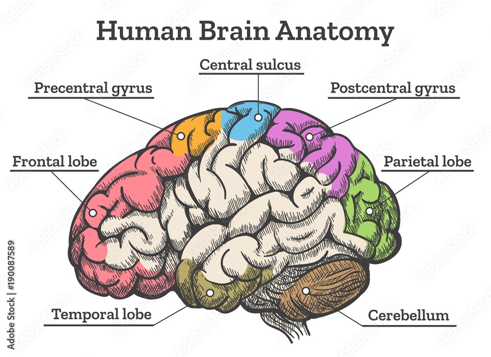 Human brain anatomy diagram. Sections of head brain vector illustration