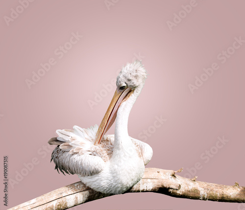 white pelican sits on a branch