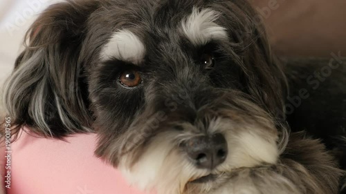 Miniature Schnauzer relaxing on the sofa