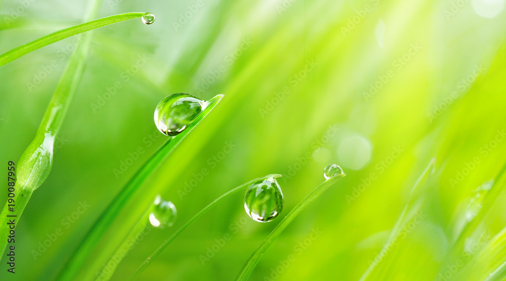 Beautiful large drops of fresh morning dew macro in nature. Drops transparent water  on grass. Spring background with copy space.