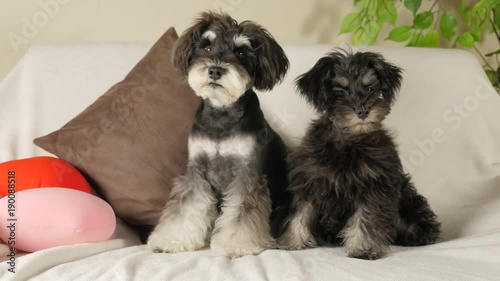 Miniature Schnauzers relaxing on the sofa