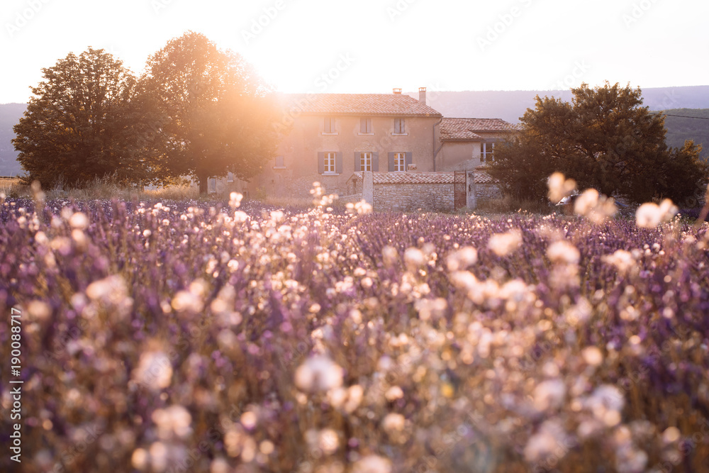 Obraz premium Old house in the sunset lavender field, Provence, south France
