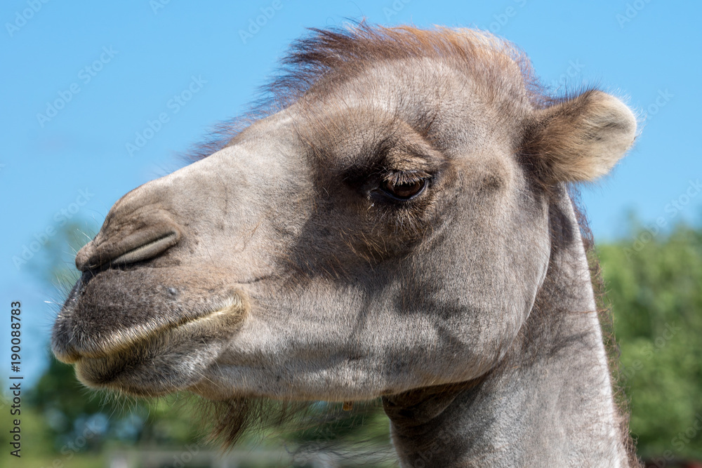 Portrait of a camel head against a blue sky
