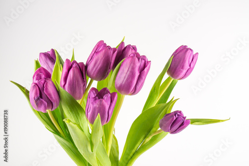 Purple tulips against white background  copy space