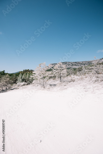 Trees covered in limestone, which looks like snow, summer landscape, Gorges du Verdon area, Provence, south France