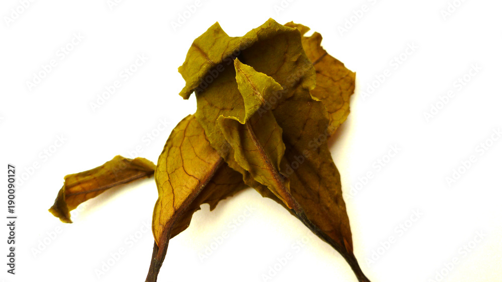 Fototapeta premium Advanced black tea, the color is very beautiful
