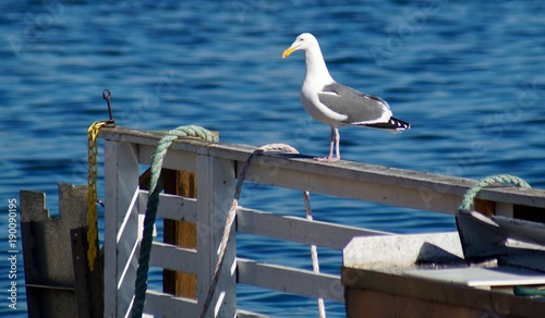 Monterey Bay Gull