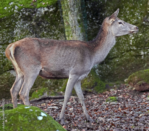 Fototapeta Naklejka Na Ścianę i Meble -  European red deer female. Latin name - Cervus elaphus hippelaphus