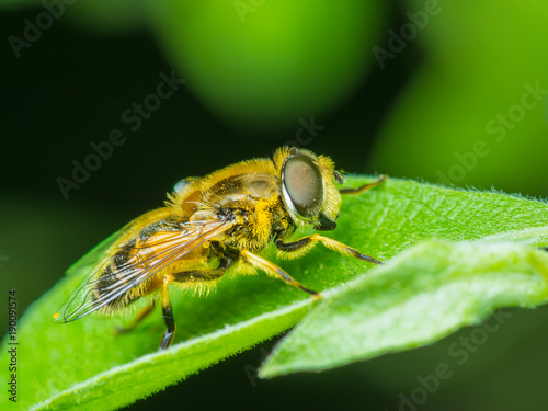 Hoverfly Insect Macro © nechaevkon