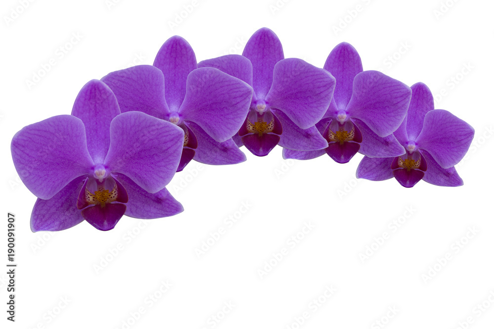 Obraz premium Orchid flower on white background.