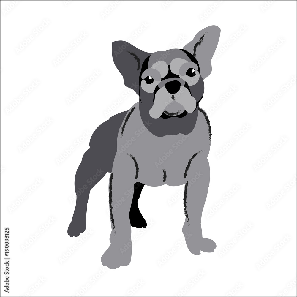 Decorative bulldog isolated on white background, vector illustration dog.