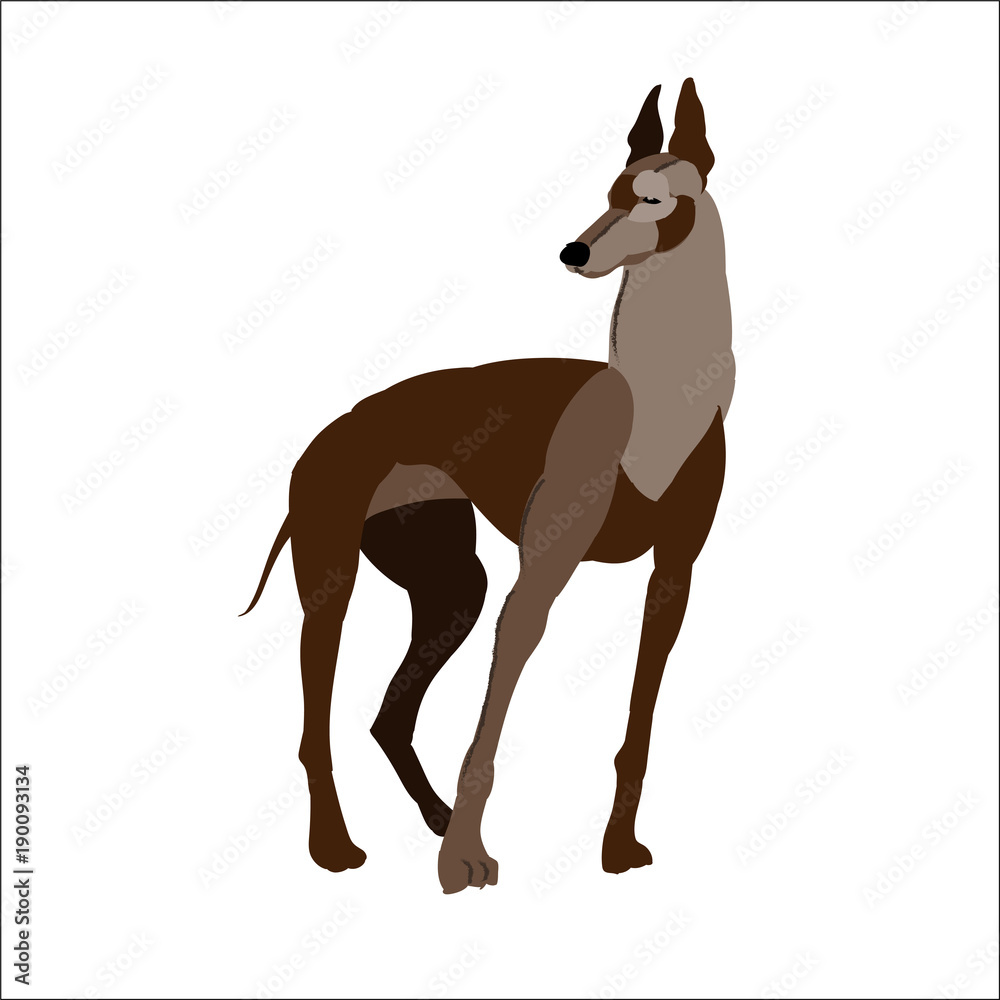The greyhound isolated on white background, vector illustration dog.