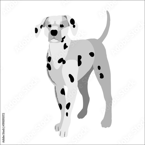 The dalmatian isolated on white background  vector illustration dog.