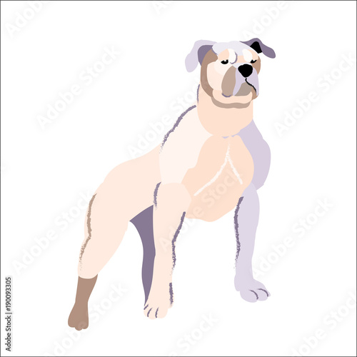 White pit bull isolated on white background  vector illustration dog.