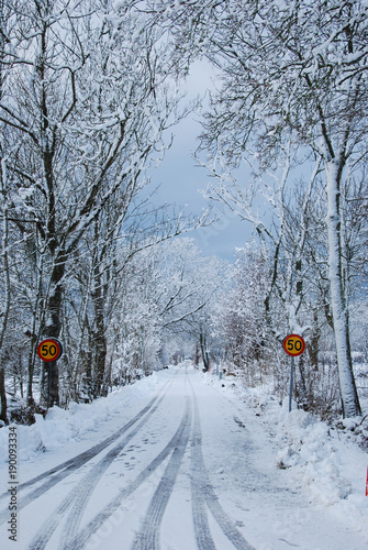 Snowy country road with snow covered trees
