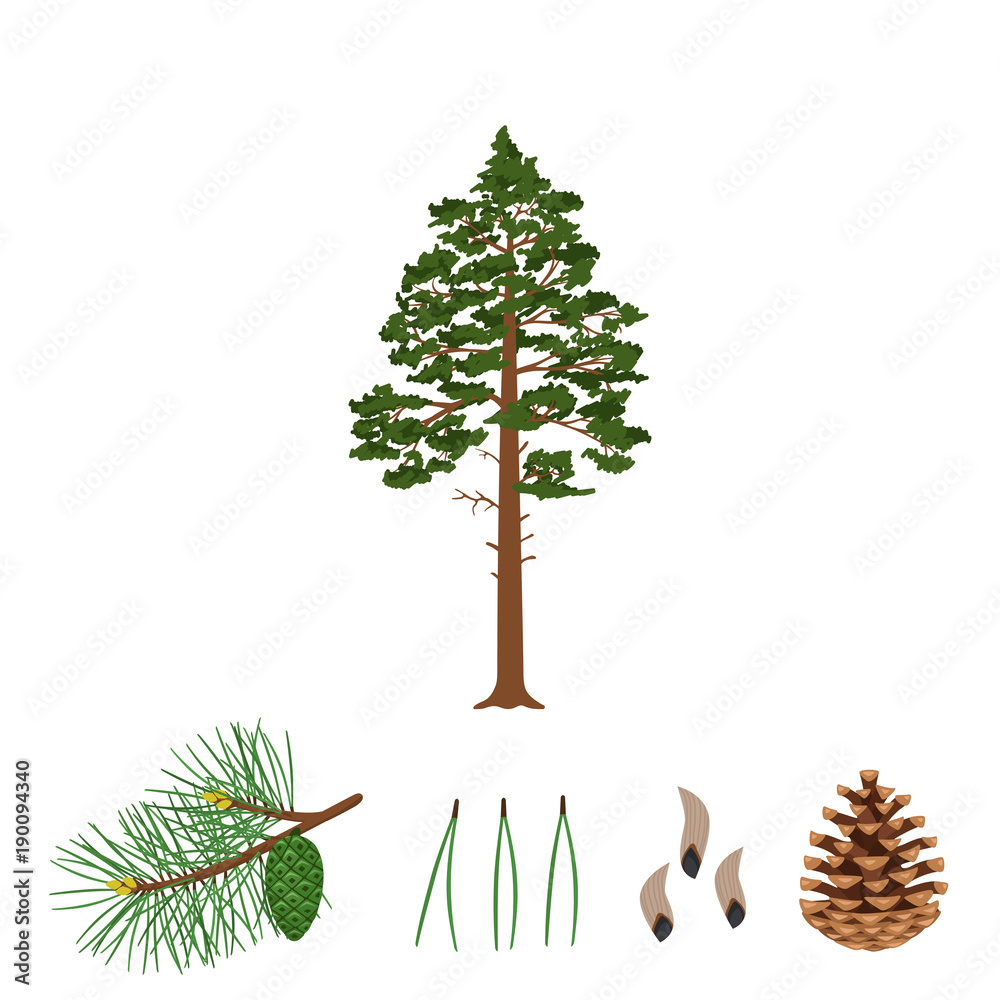 Tree pine, branch, pine cone, needles and pine seeds on a white background. Vector illustration. - obrazy, fototapety, plakaty 