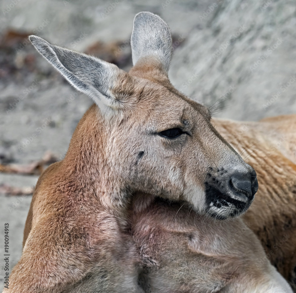 Red kangaroo. Latin name - Macropus rufuss Red kangaroo. Latin name - Macropus rufuss