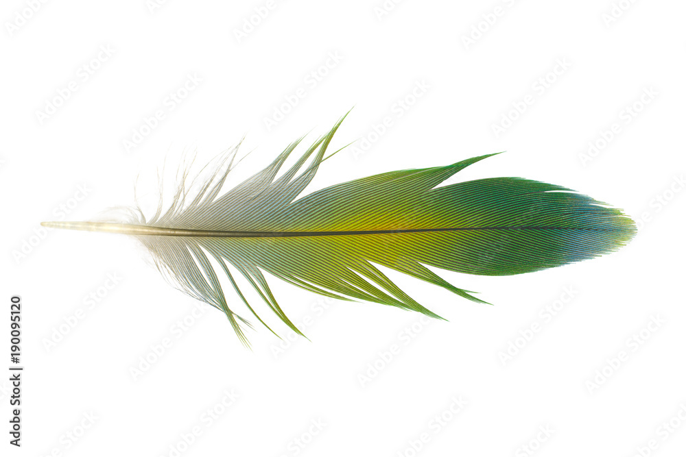 Beautiful green feather isolated on white background Beautiful green feather isolated on white background