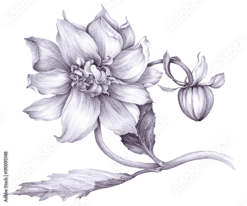 Dahlia is a flower and a bud. Drawing  graphics. Isolated object. Wallpaper. Use printed materials  decoupage cards  posters  postcards  packaging.