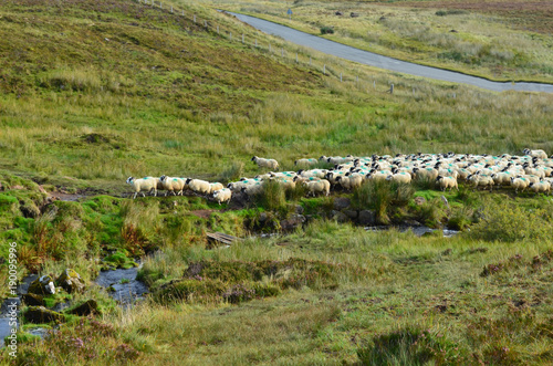 A field of sheep grazing in Isle of Skye photo