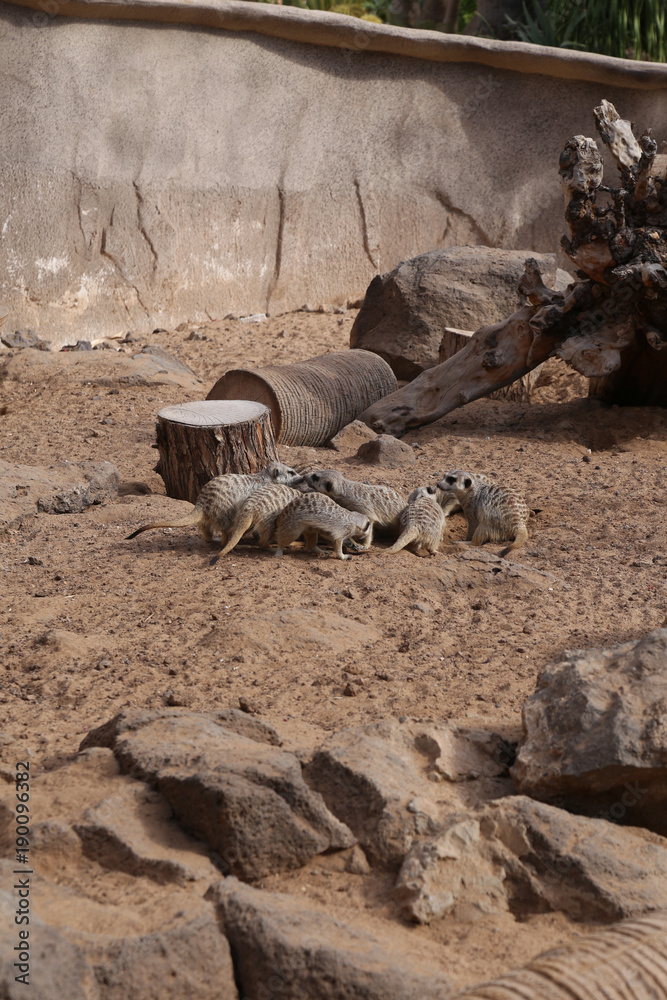 Obraz premium meerkat Suricata suricatta funny small african mammal