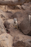 meerkat Suricata suricatta funny small african mammal