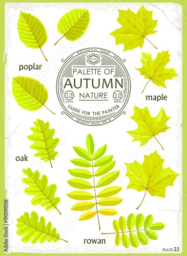 Set of colored Autumn leaves