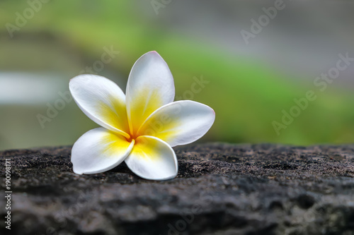 Close up of white flower of plumeria / frangipani on tree trunk. © Jane Star