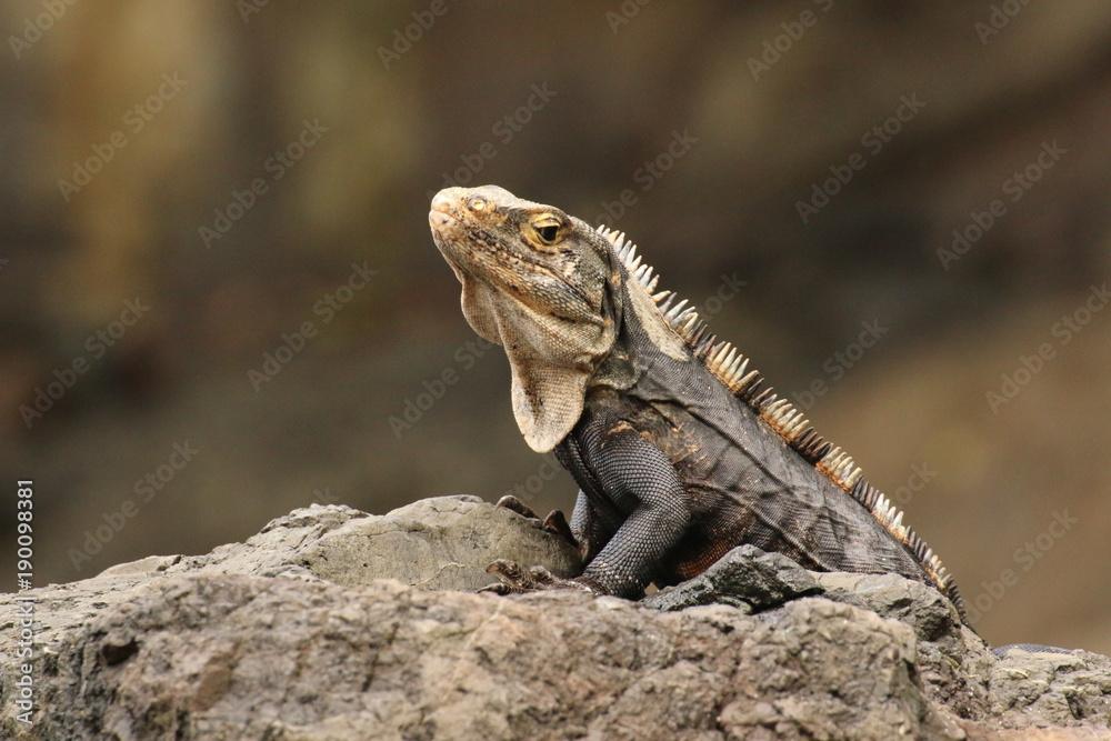 Iguana portrait profile on a rock. Iguana portrait profile on a rock.