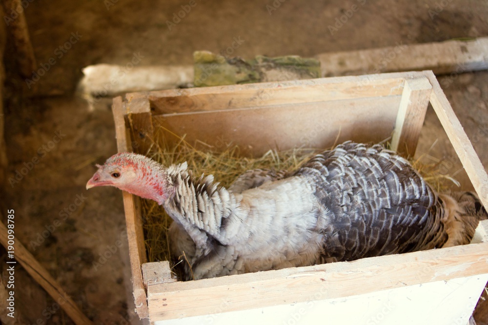 turkey hatching eggs turkey hatching eggs