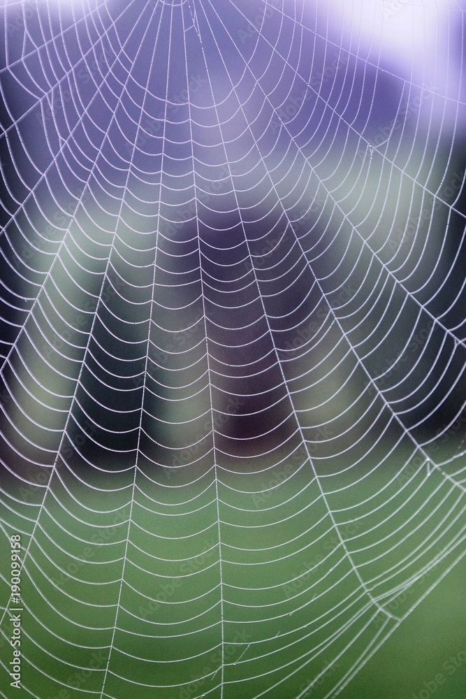 Naklejka premium Spinnennetz 1