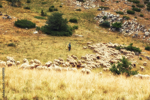 A Sheperd and a Flock of sheep in the mountains