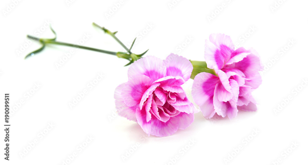 A pink carnation bouquet on white