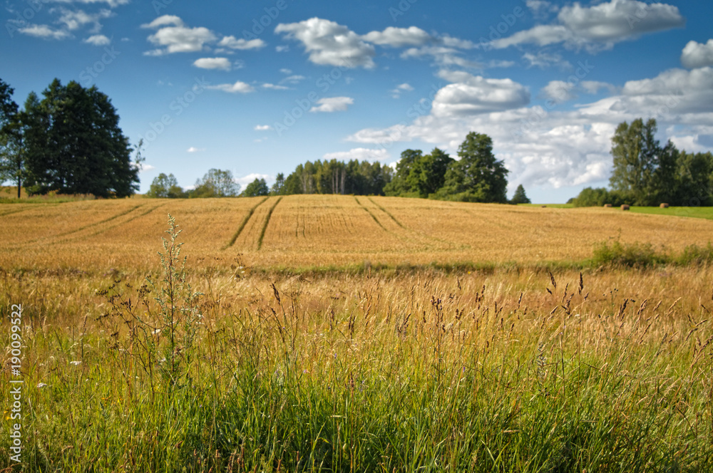 Fototapeta premium sezon letni