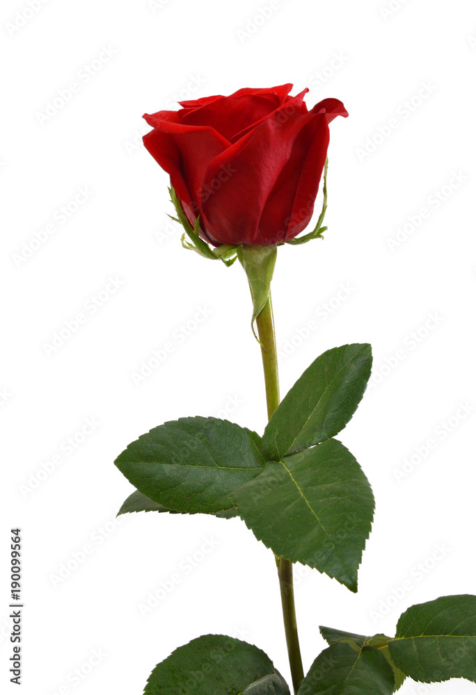 Red rose isolated on white background.