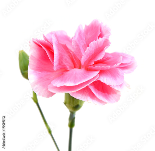 pink carnation isolated on white