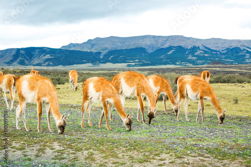 Guanaco lamas in national park Torres del Paine mountains, Patagonia, Chile, South America 