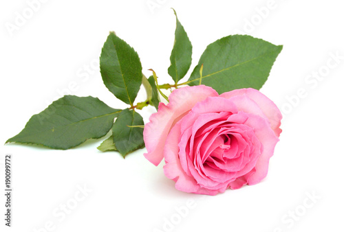 A pink rose, mother day
